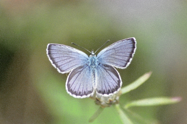 Parco del Ticino 27.6.12